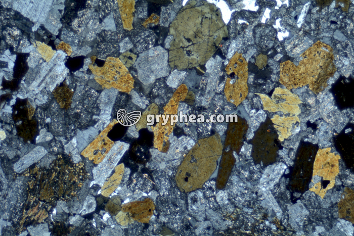 Granodiorite LPA x6,3 - gryphea.org